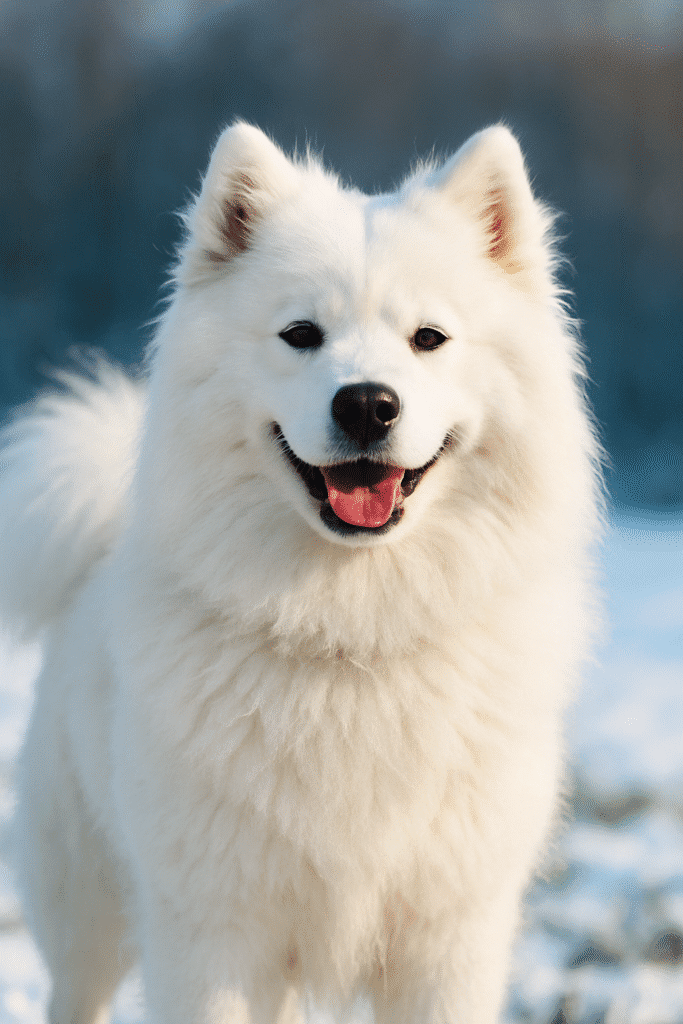 Samoyed
